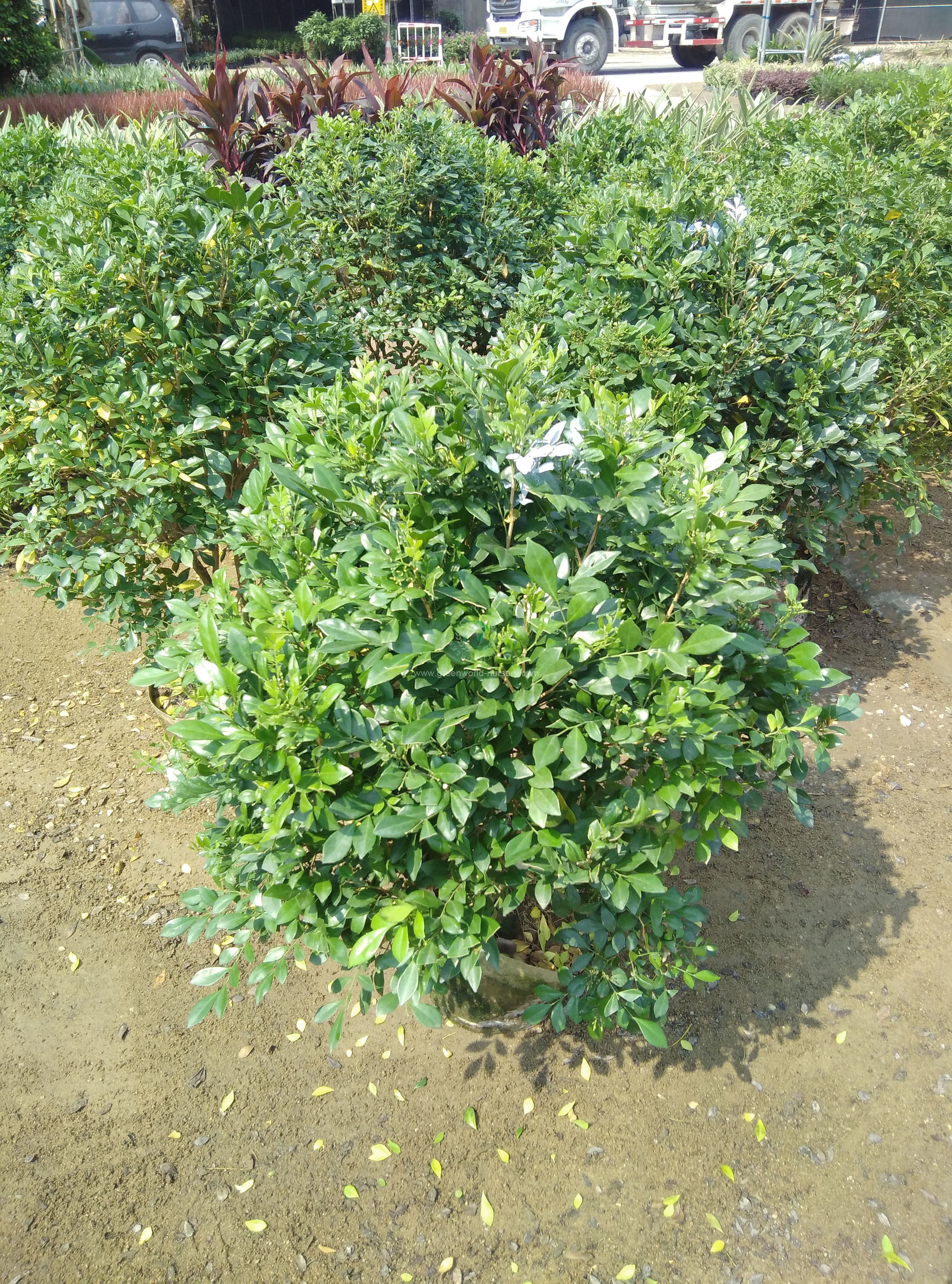 Murraya Paniculata