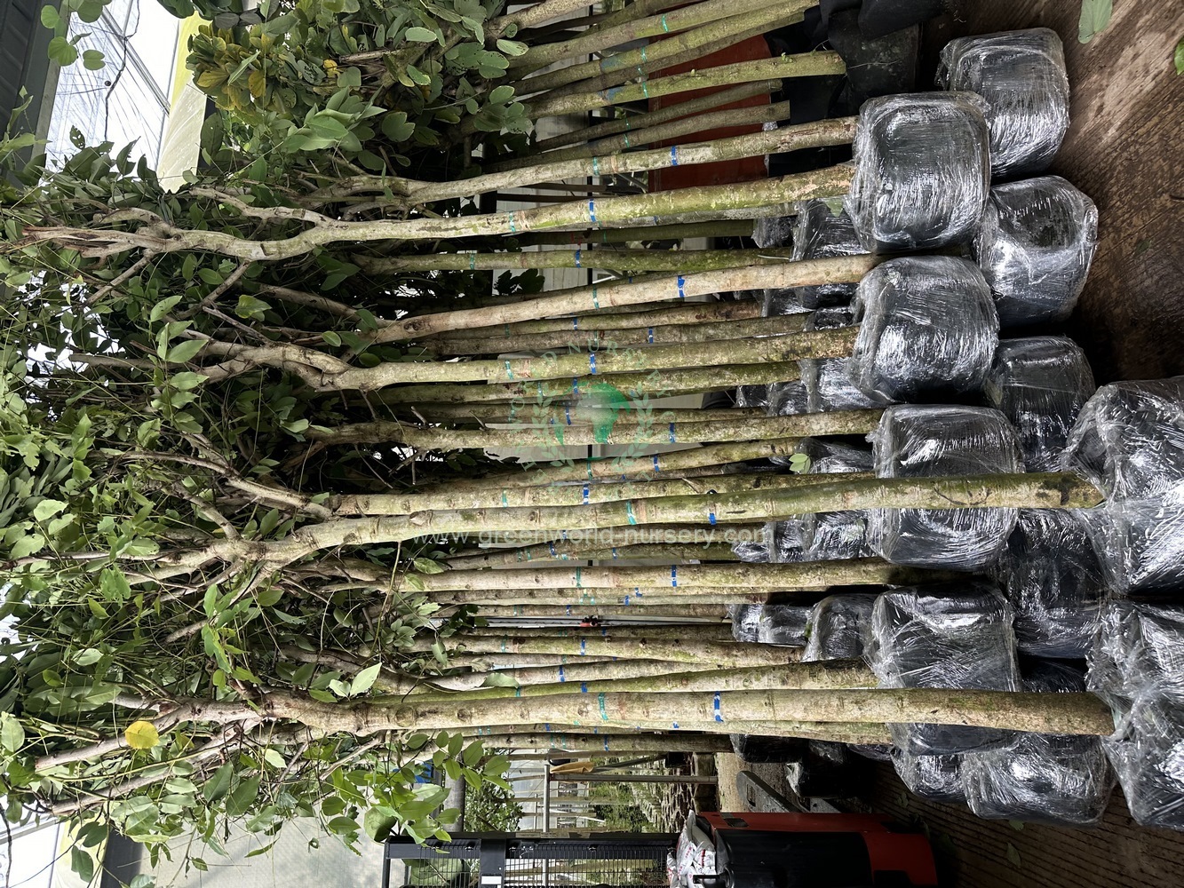 Cassia Fistula Cassia Fistula