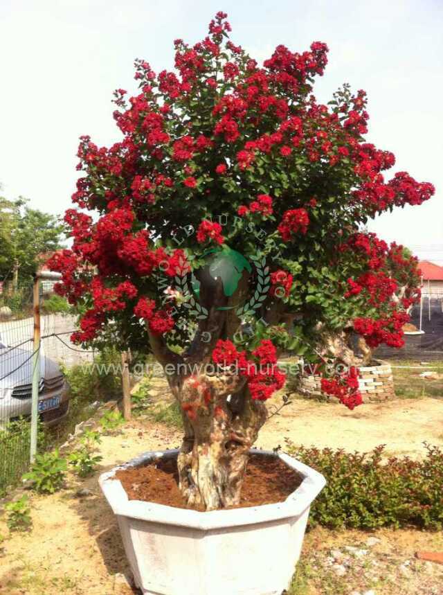 Lagerstroemia Indica Lagerstroemia Indica