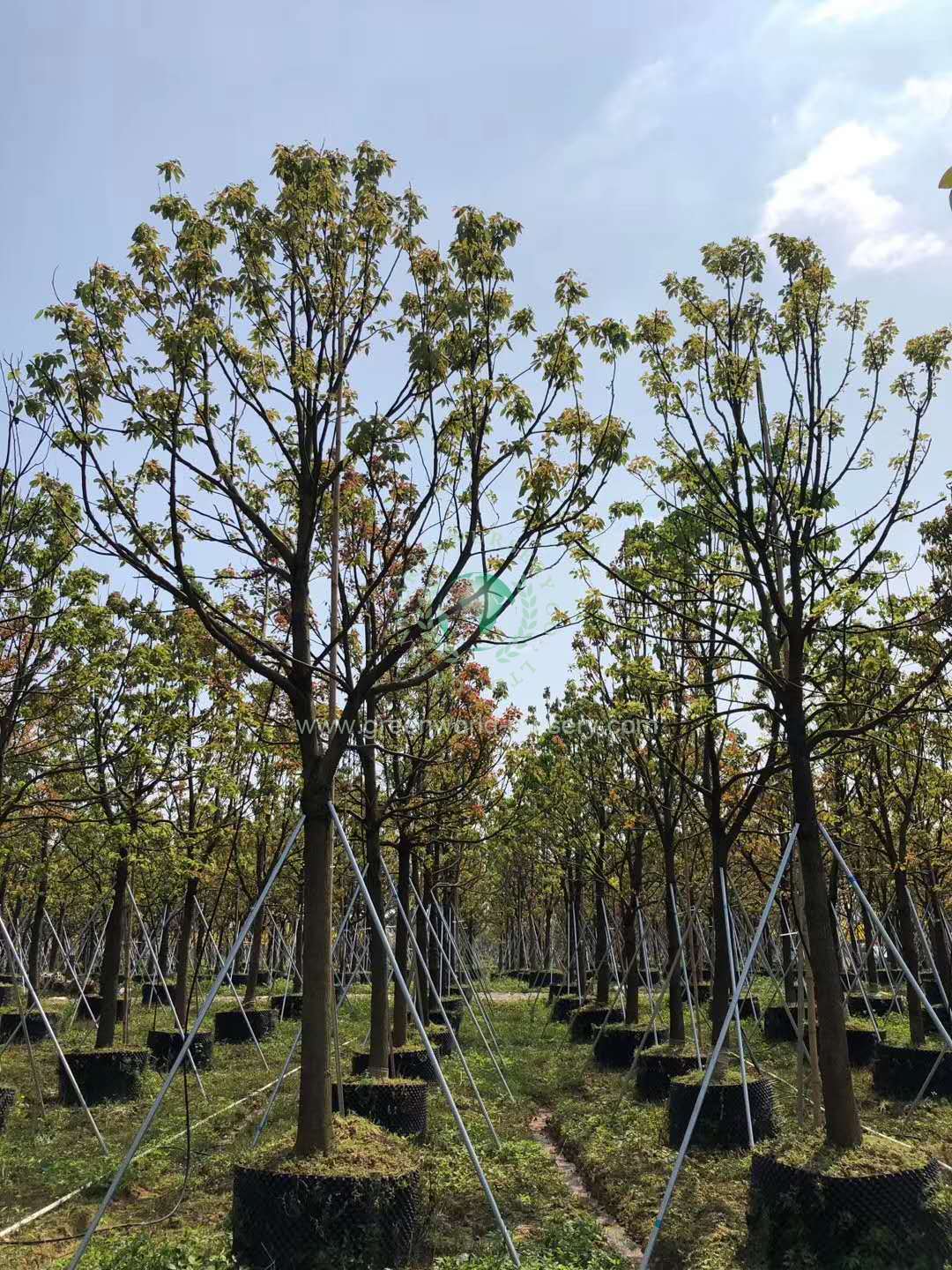 Cinnamonum Camphora