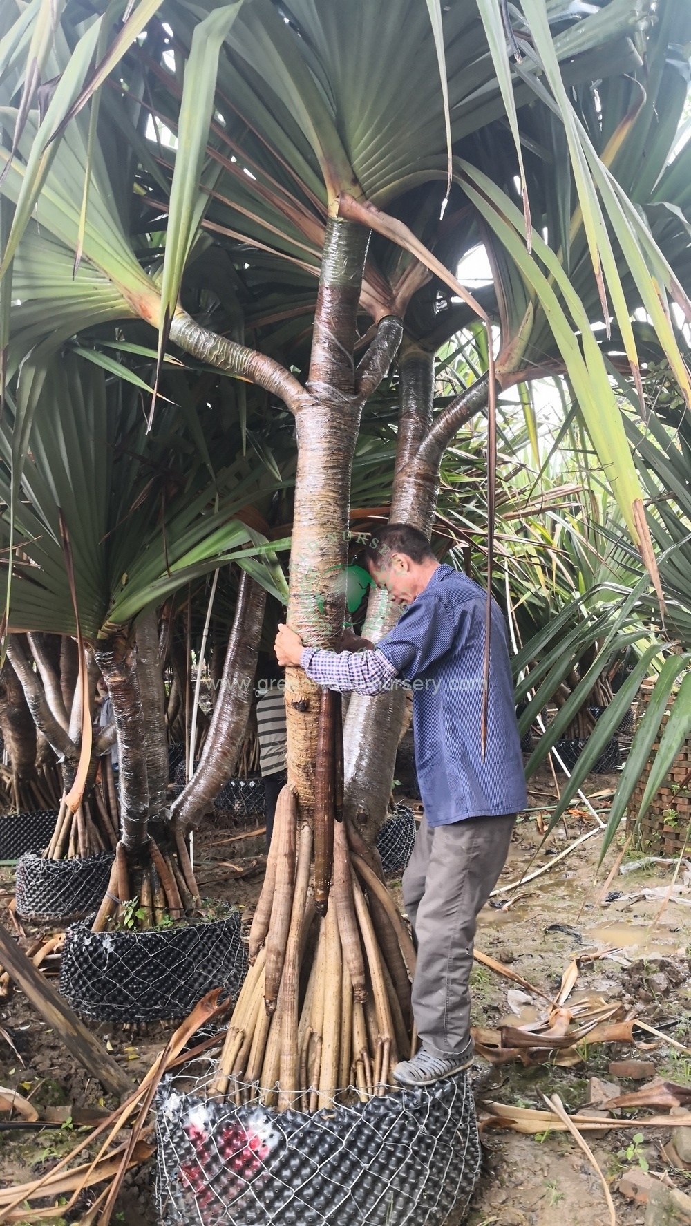 Pandanus Utilis Pandanus Utilis
