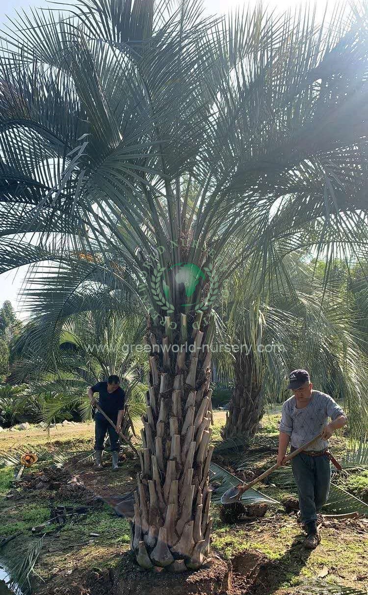 Butia Capitata Butia Capitata