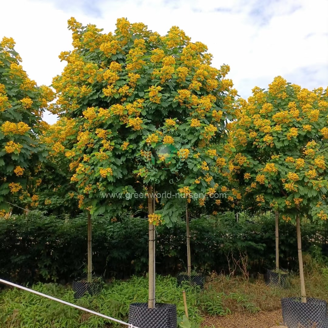 Cassia Glauca