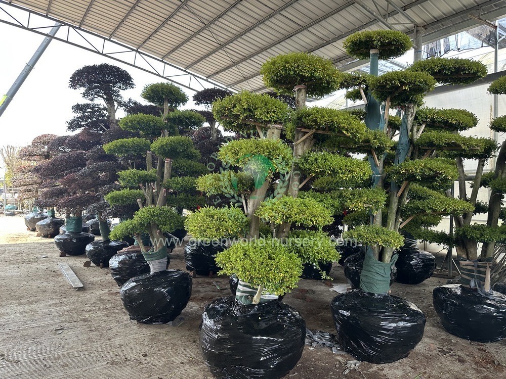 Ligustrum Quihoui Ligustrum Quihoui