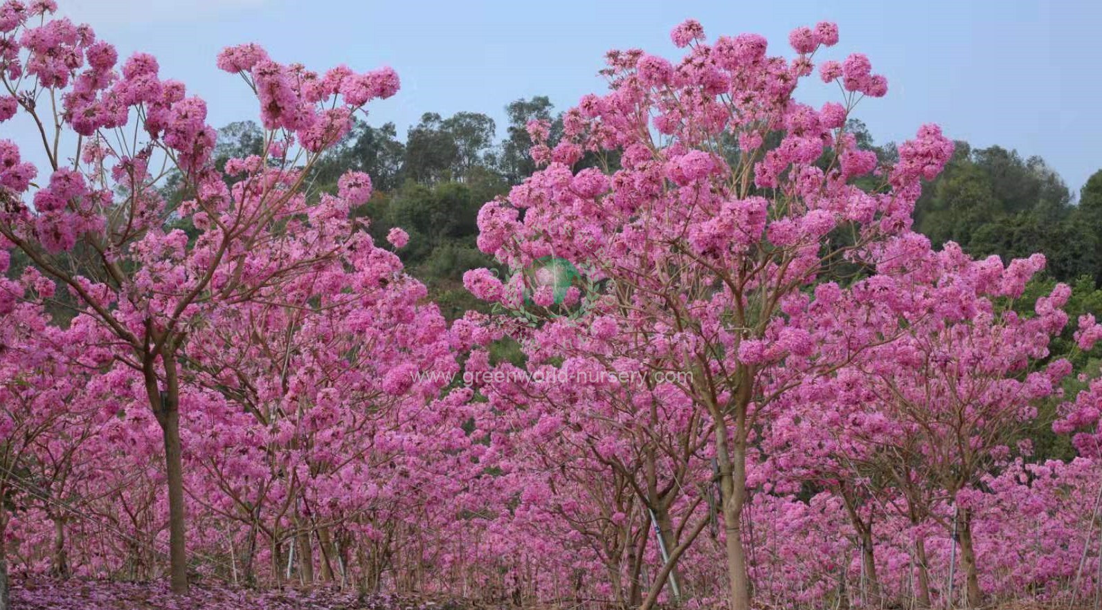 Tabebuia Pentaphylla