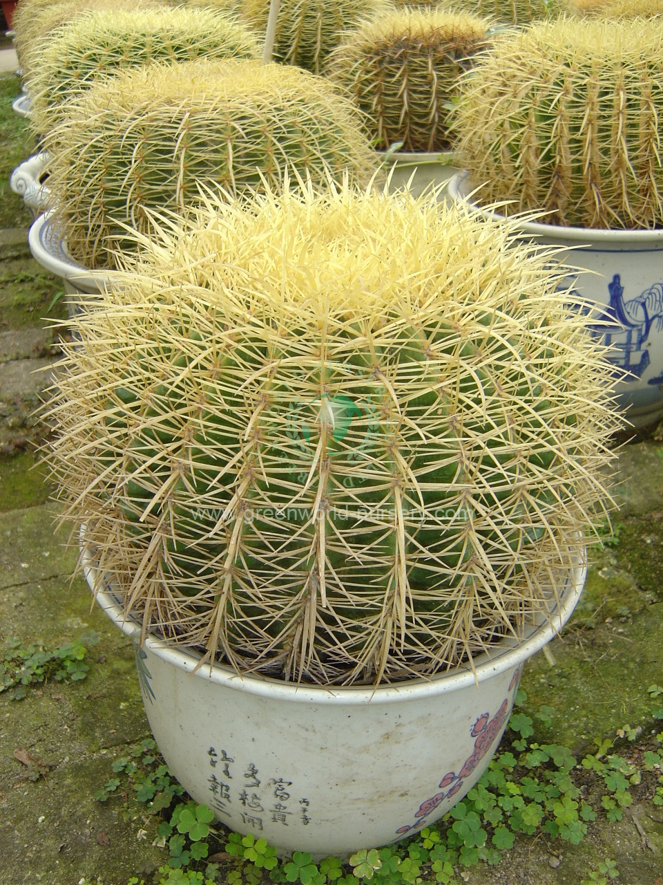 Echinocactus Grusonii Echinocactus Grusonii
