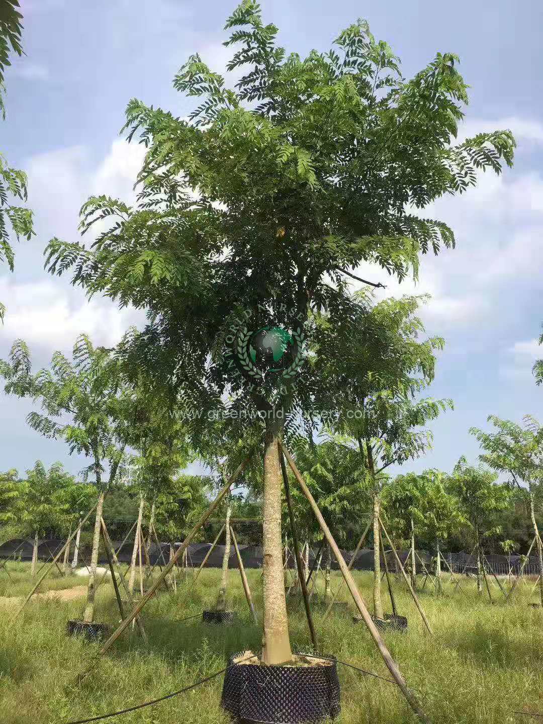 Cassia Barkeriana