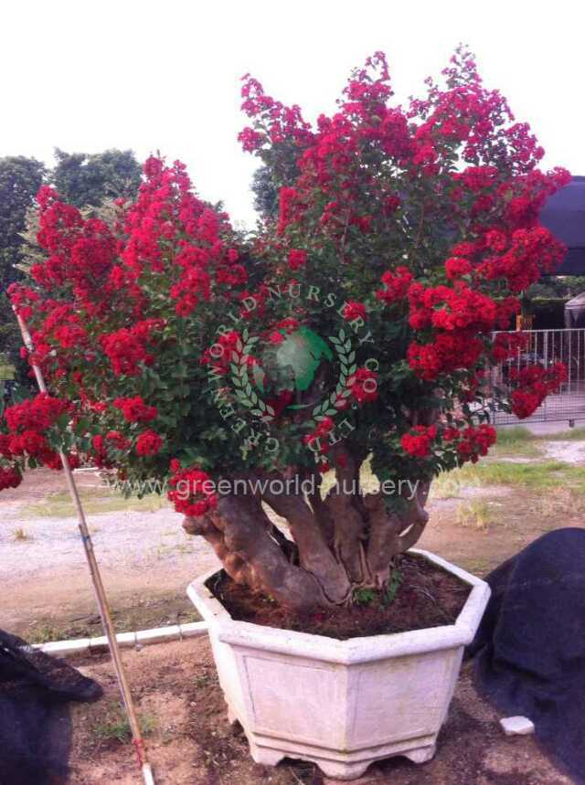Lagerstroemia Indica Lagerstroemia Indica