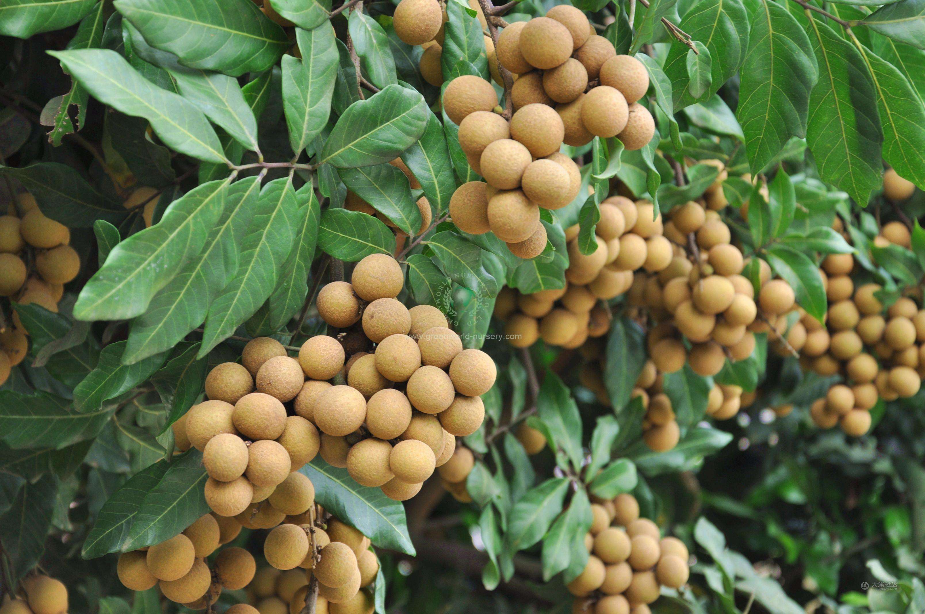 Euphoria Longan Euphoria Longan