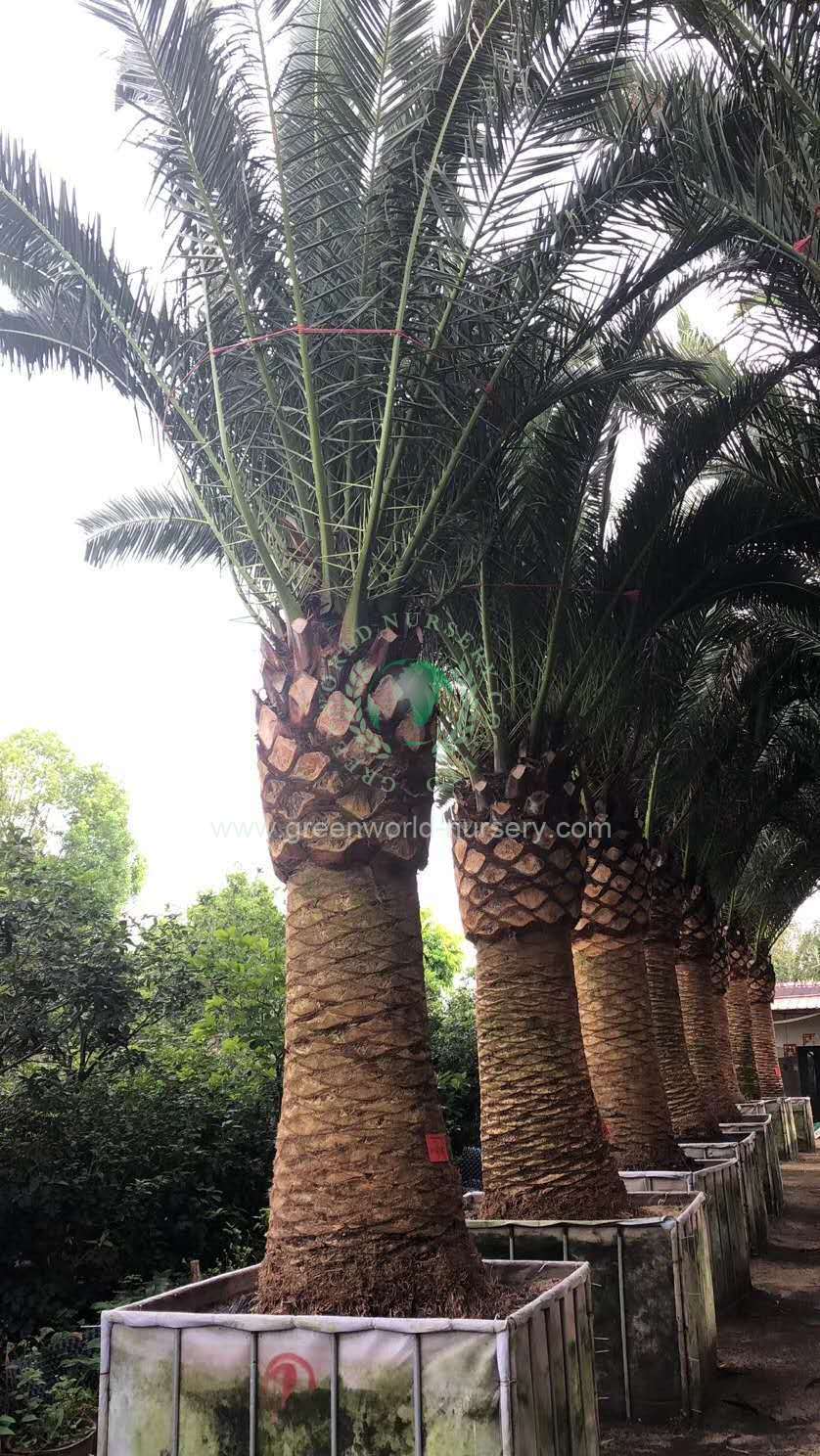 Phoenix Canariensis Phoenix Canariensis