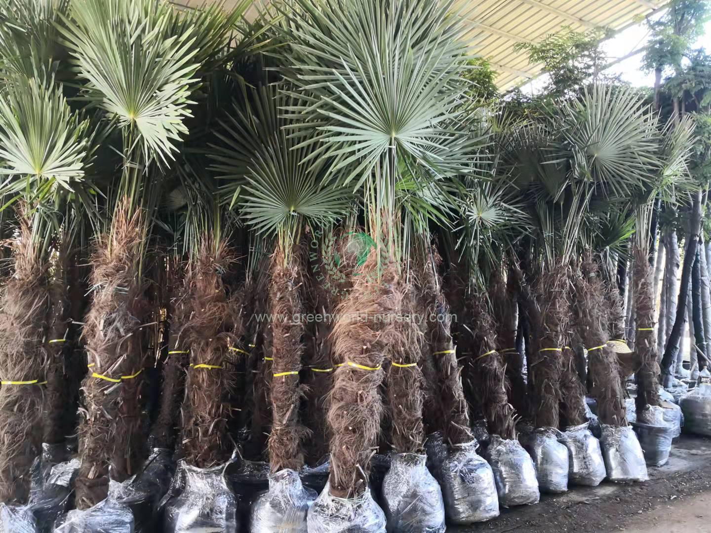 Trachycarpus Fortunei Trachycarpus Fortunei