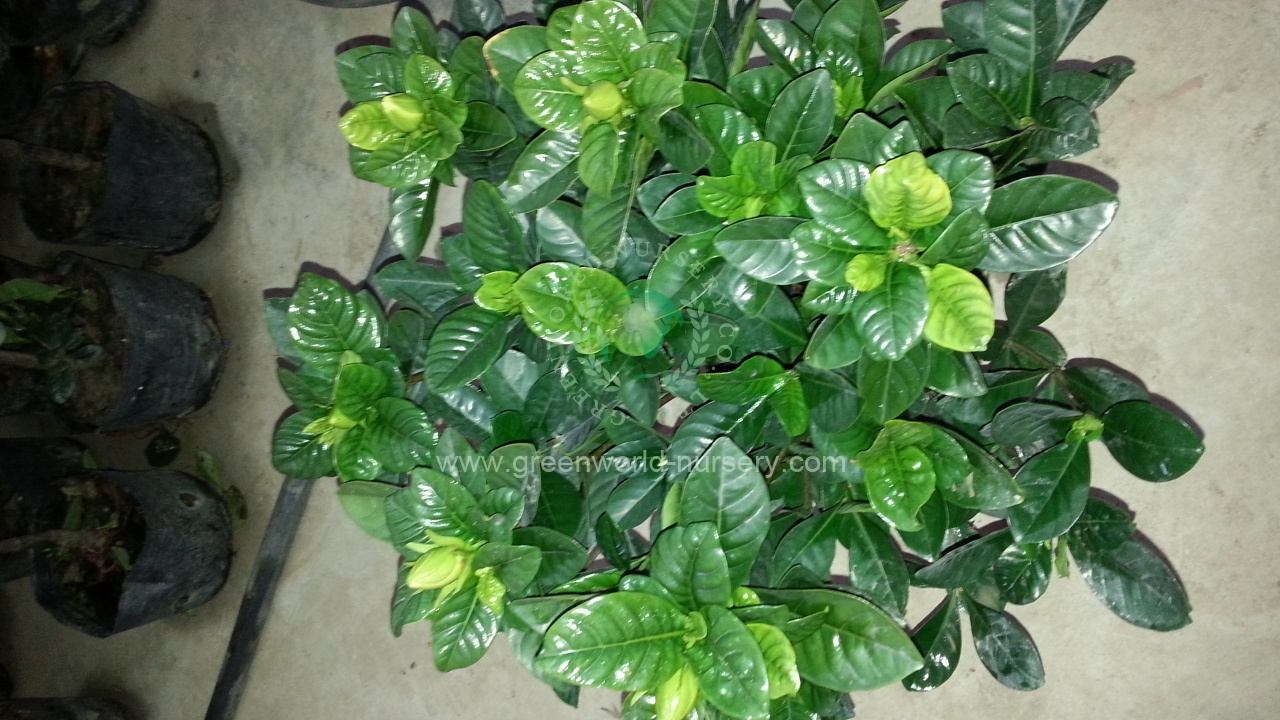 Gardenia Jasminoides