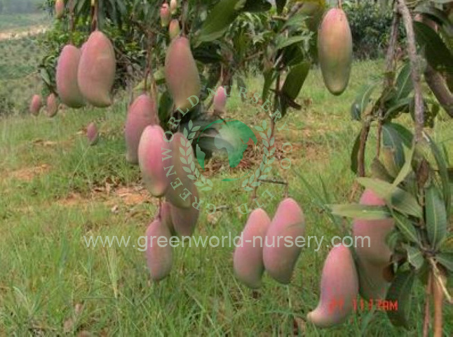 Mangifera Indica Mangifera Indica