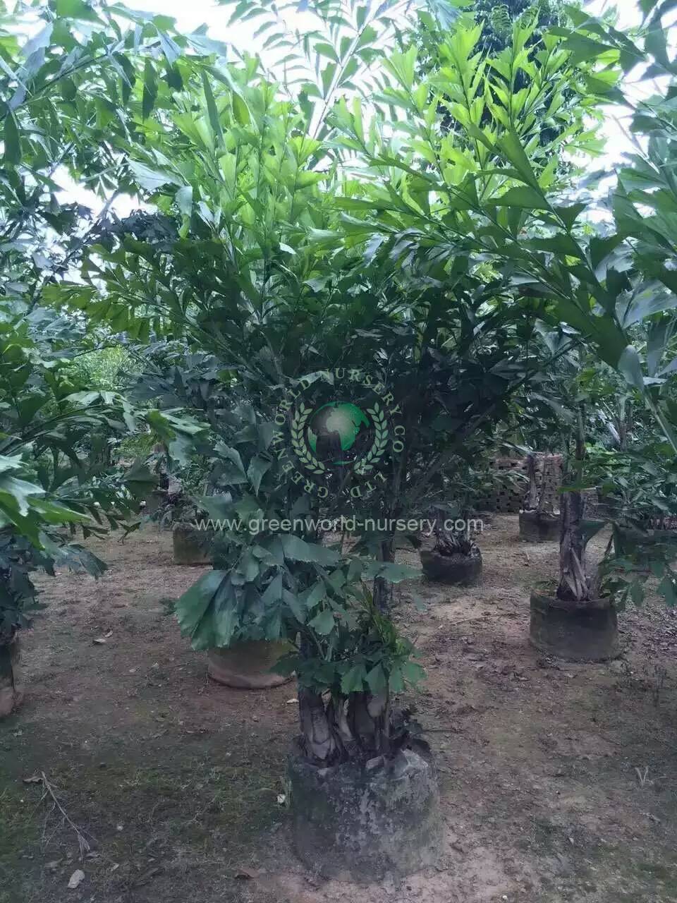 Caryota Mitis Caryota Mitis