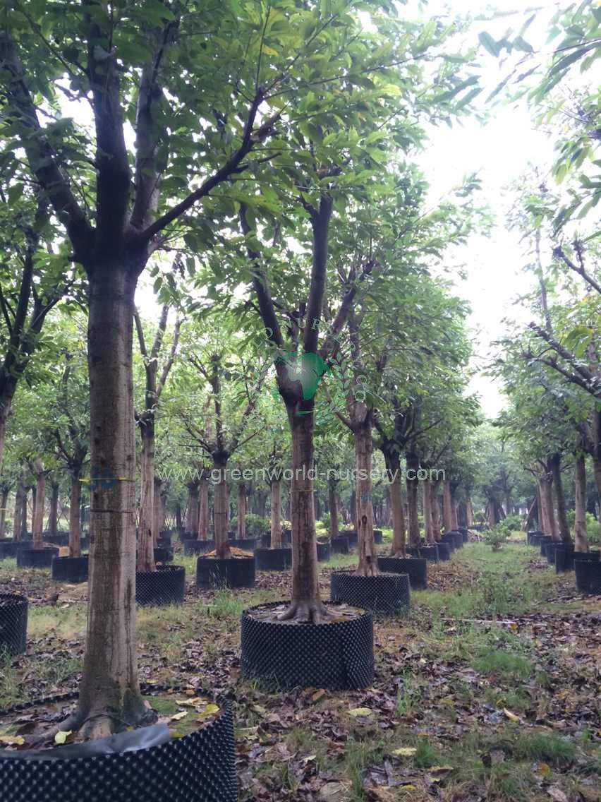 Ficus Infectoria