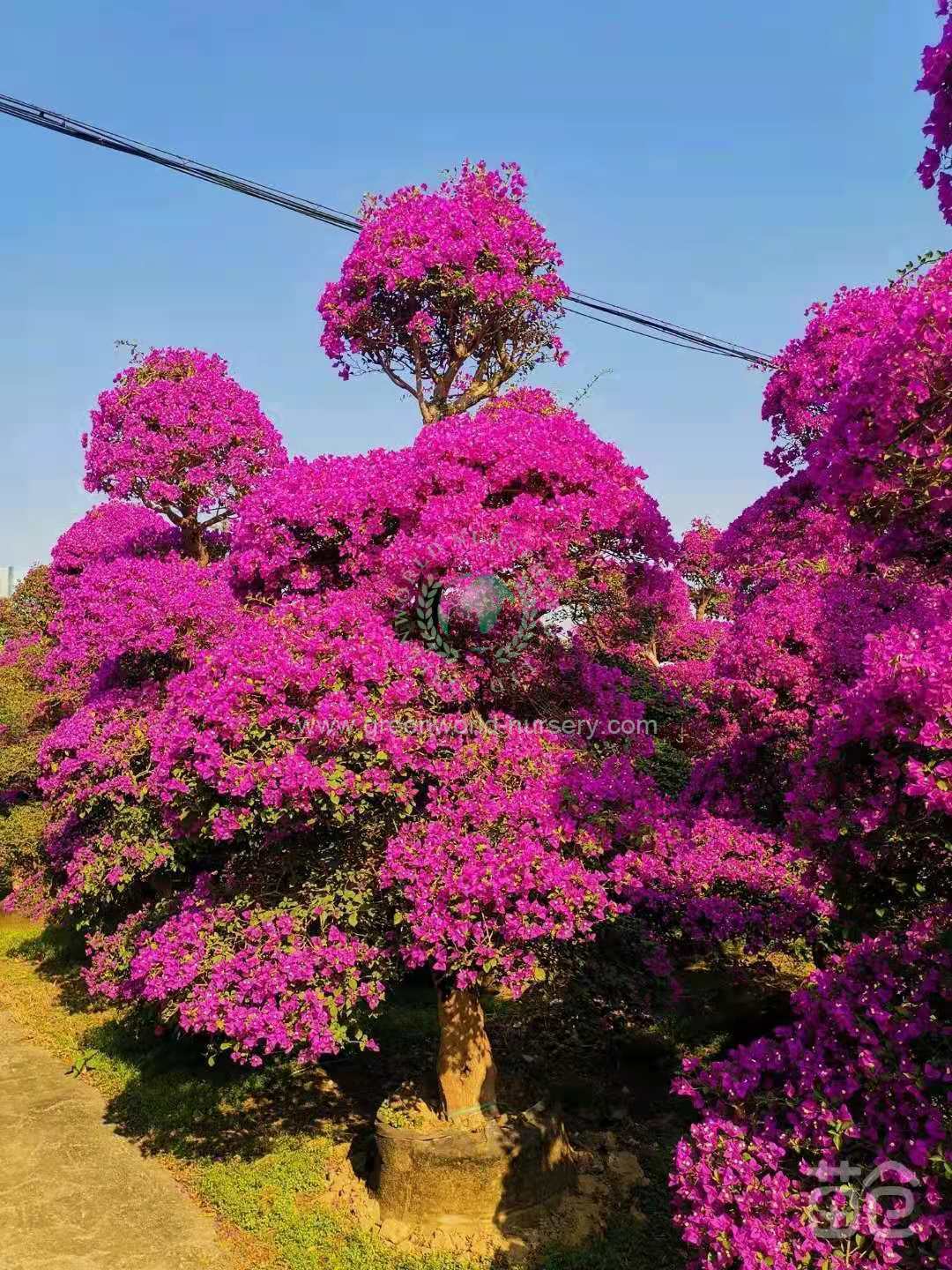 Bougainvillea Spectabilis Bougainvillea Spectabilis