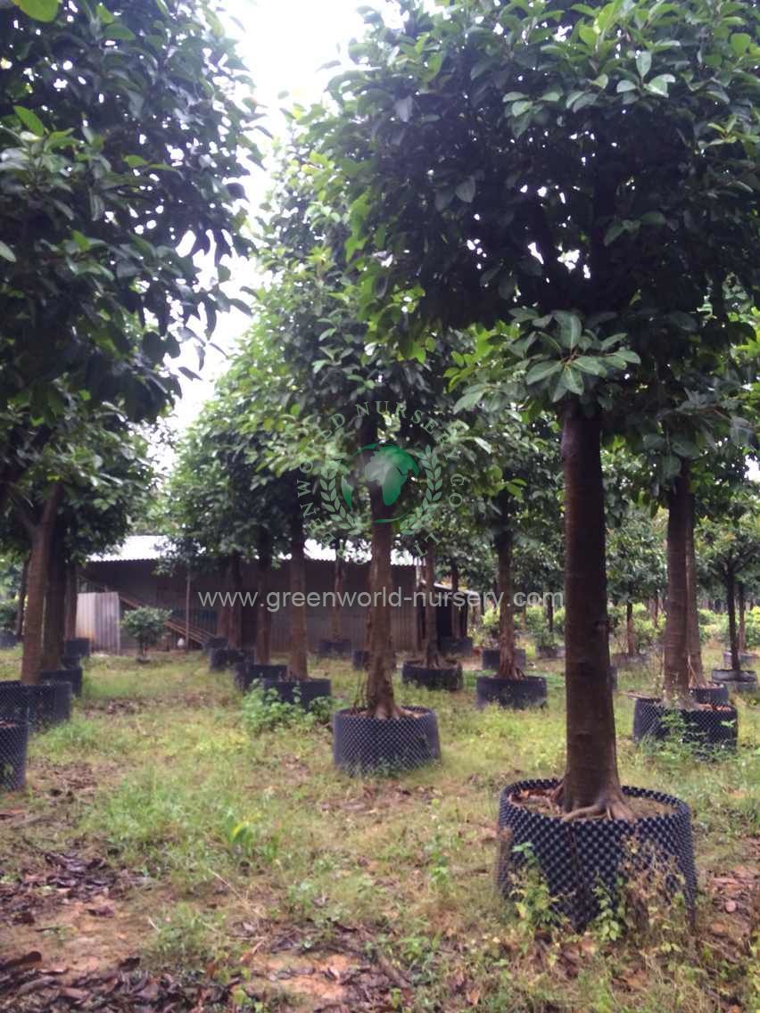 Ficus Benghalensis