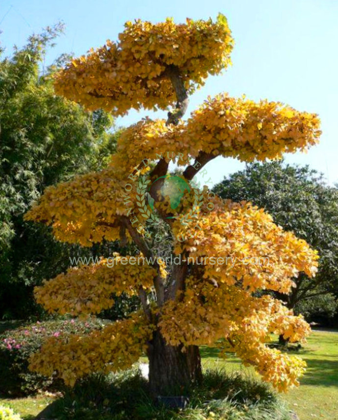 Ginkgo Biloba Ginkgo Biloba