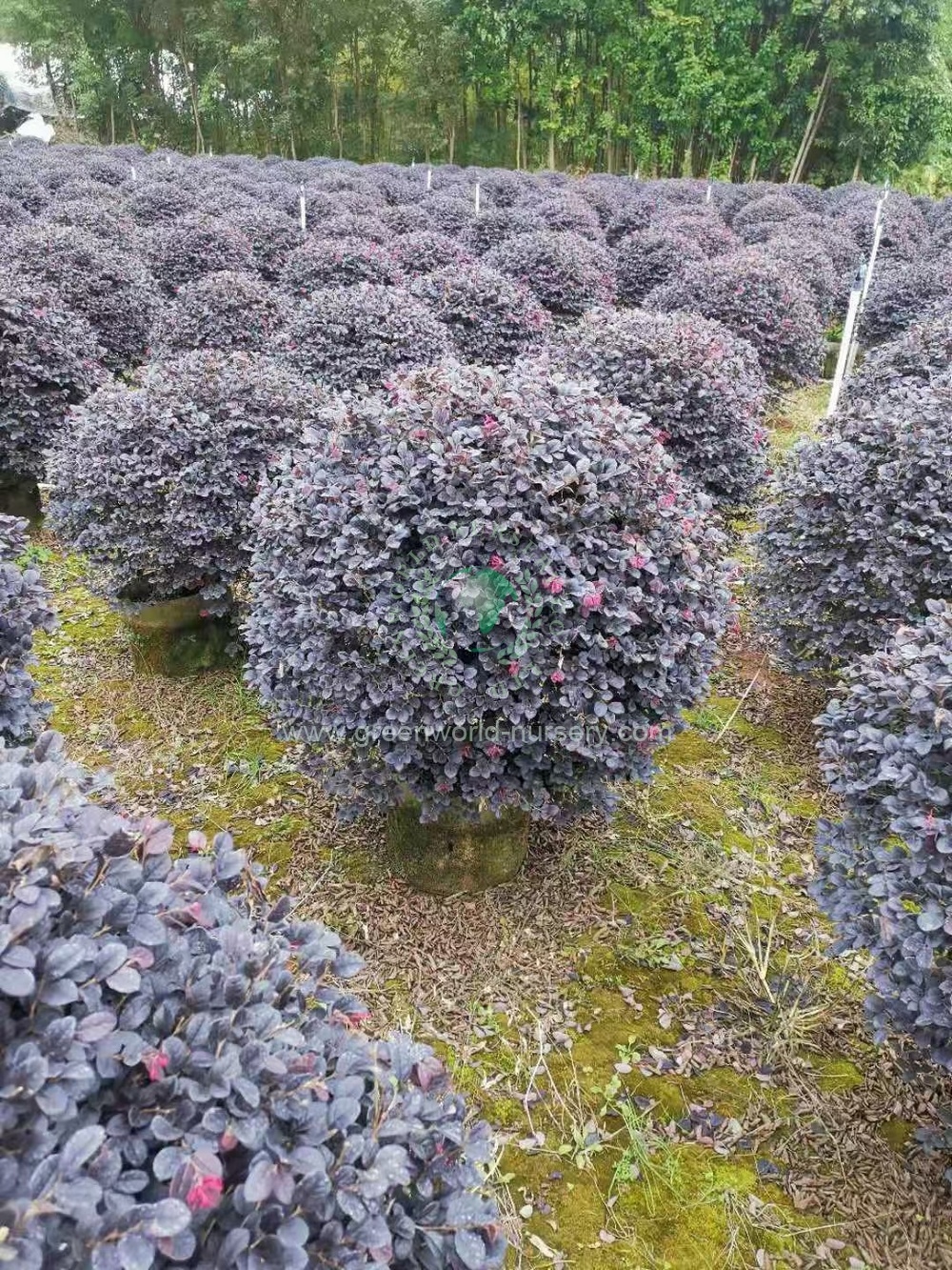 Loropetalum Chinense