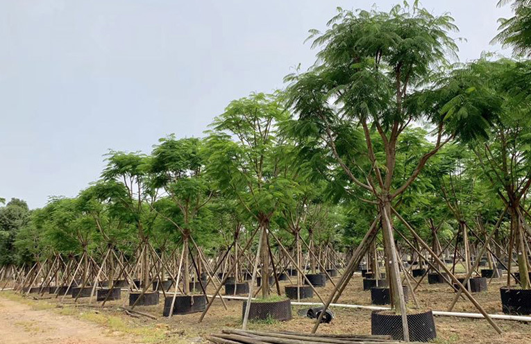 Zhongshan Farm