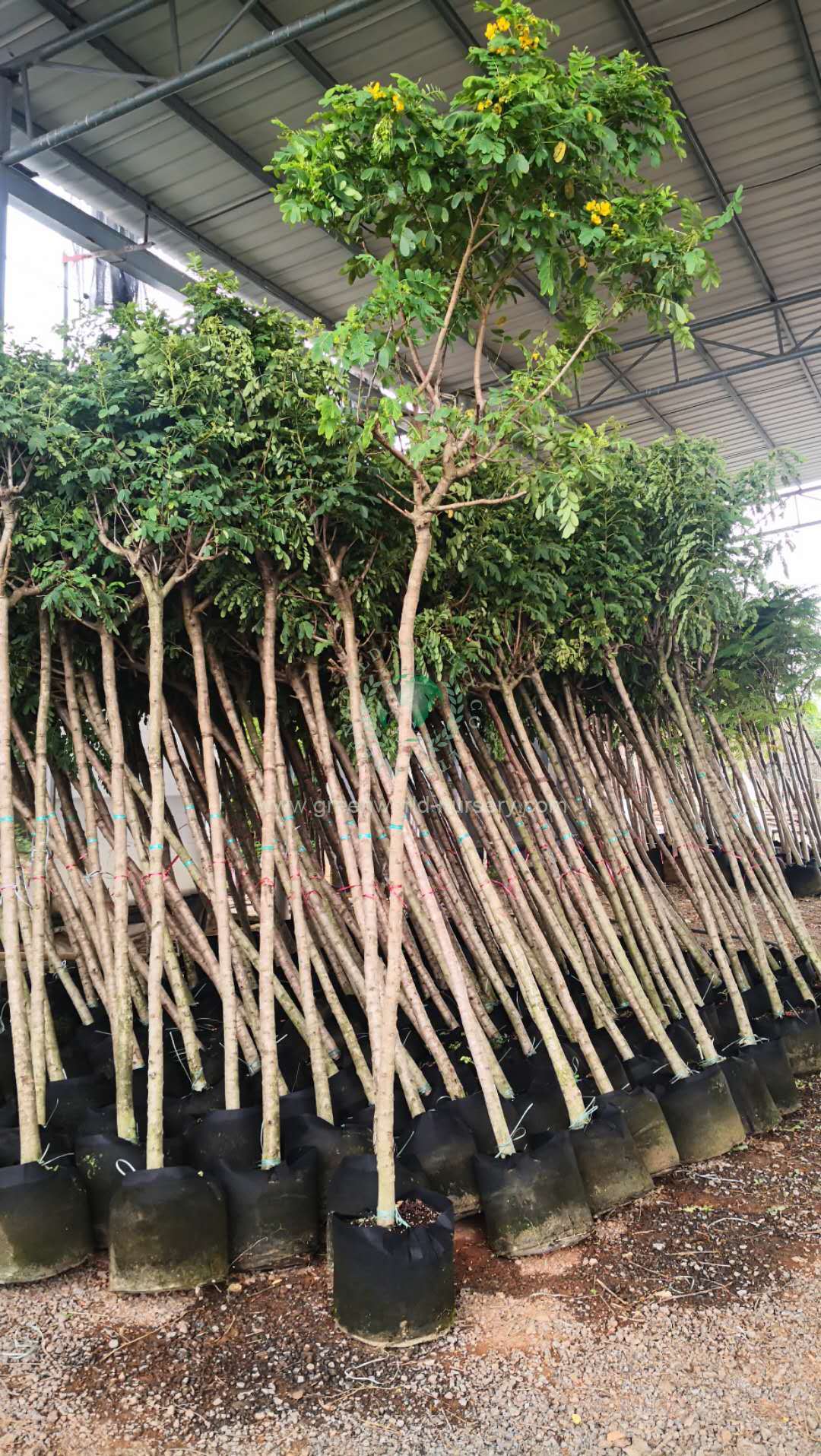 Cassia Glauca