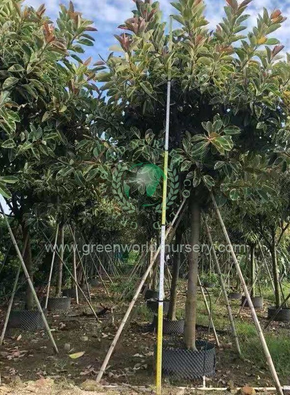 Ficus Elastica Variegata Ficus Elastica Variegata