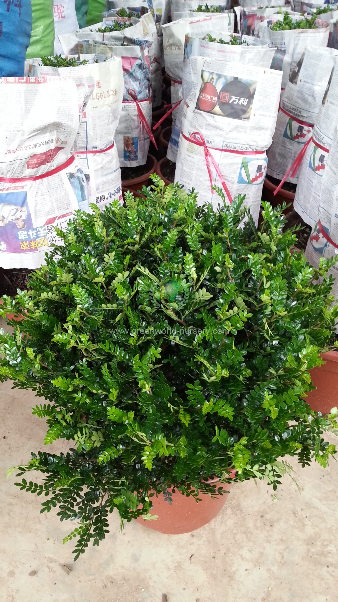 Zanthoxylum Zanthoxylum