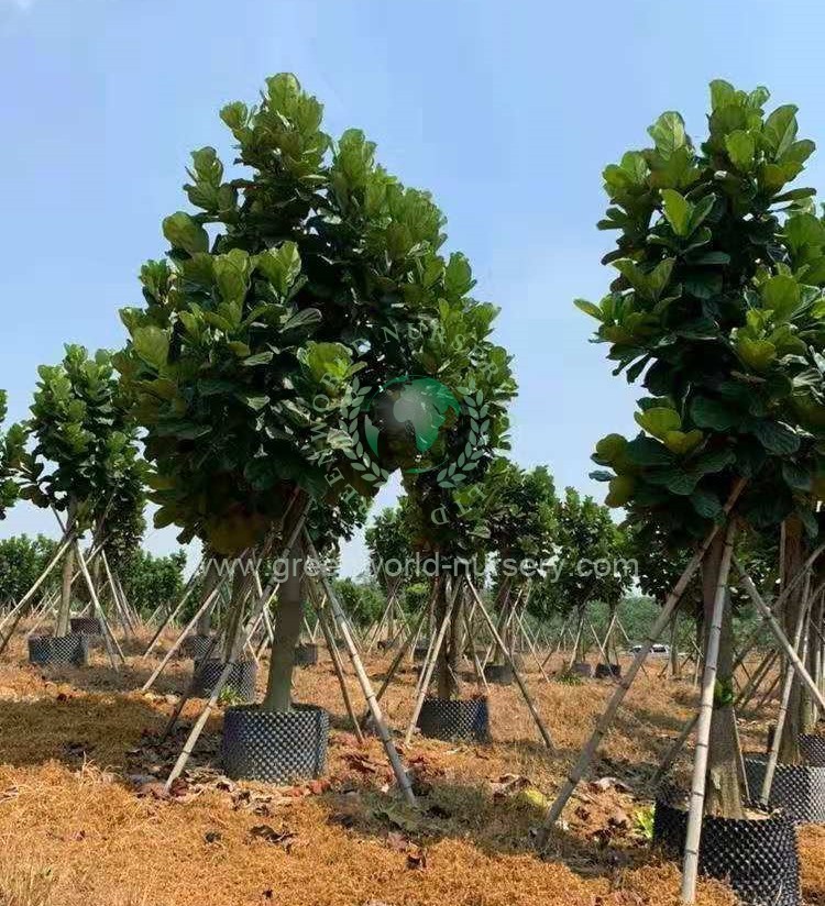 Ficus Lyrata