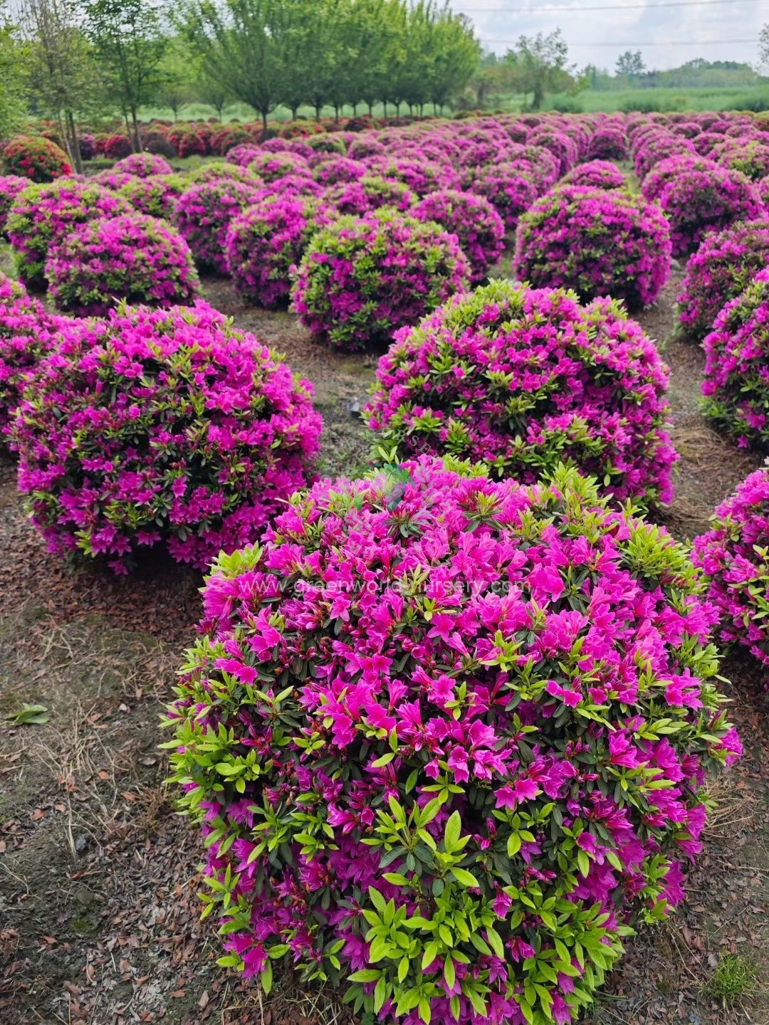 Rhododendron