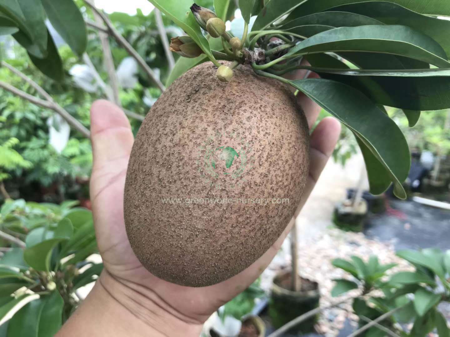 Manilkara Zapota Manilkara Zapota