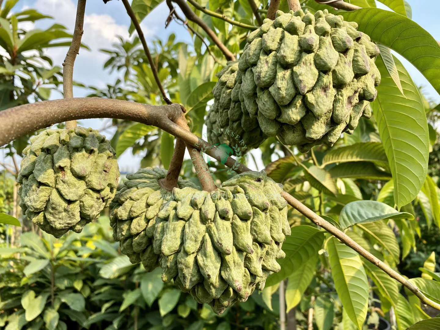 Rollinia Deliciosa Rollinia Deliciosa