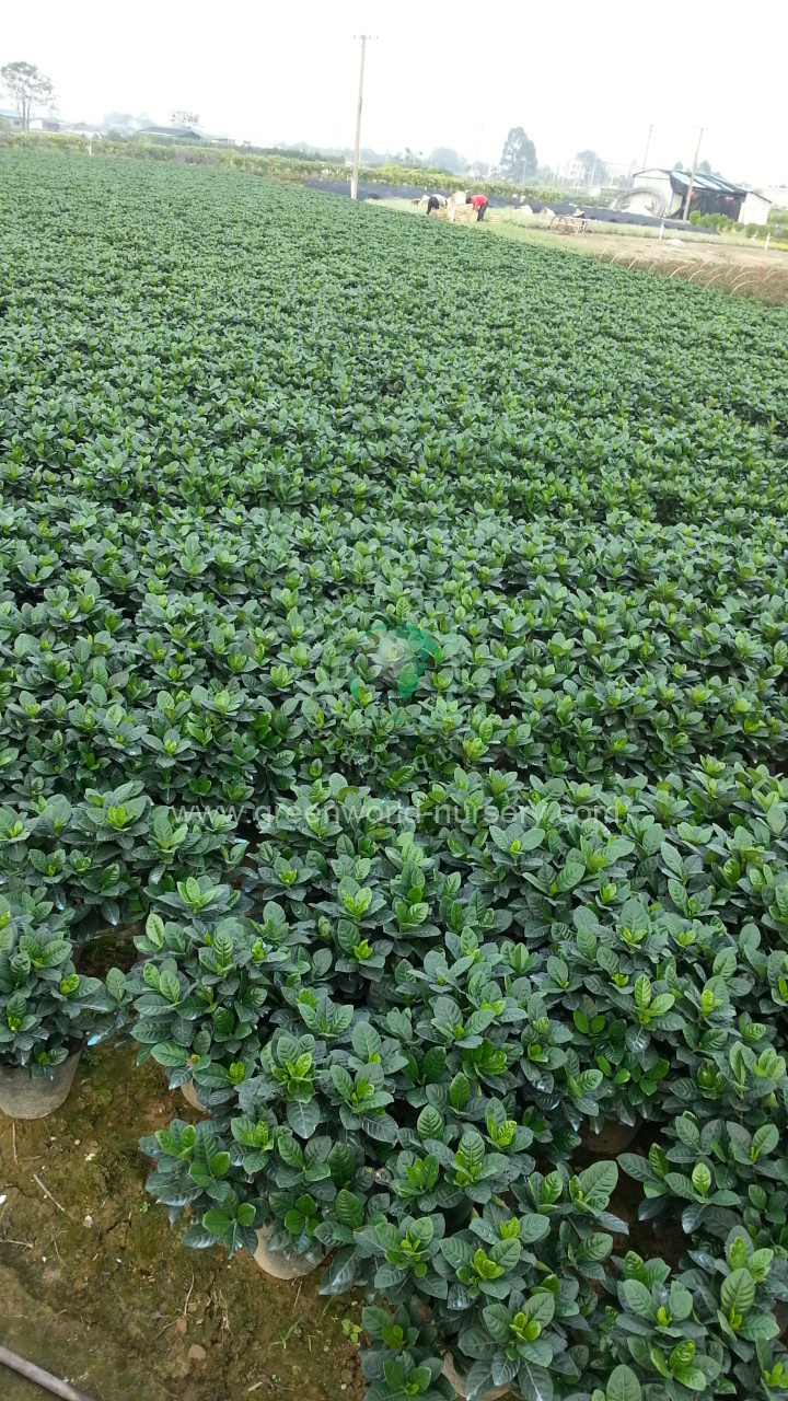 Gardenia Jasminoides