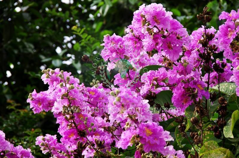 Lagerstroemia Speciosa Lagerstroemia Speciosa