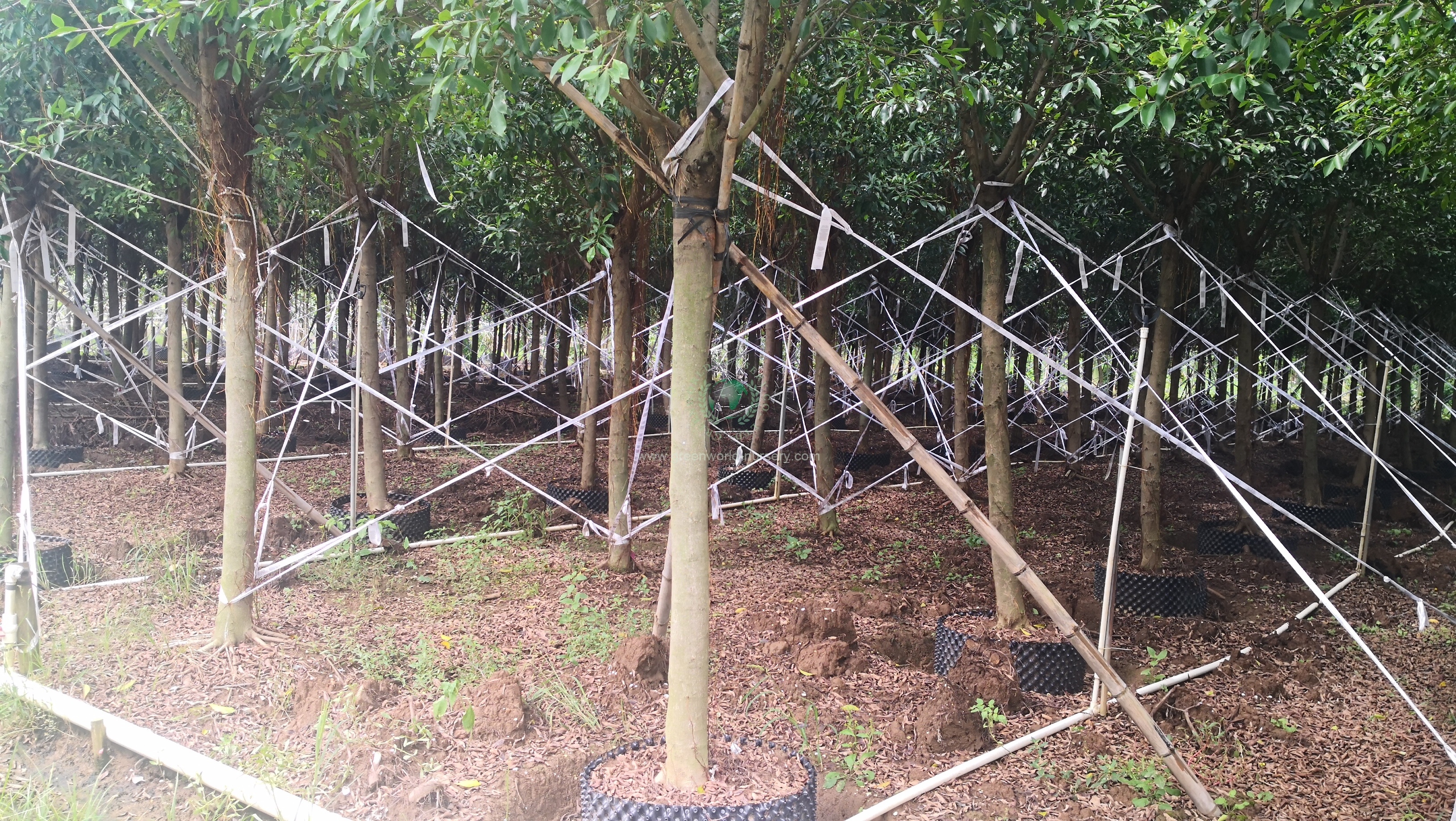 Ficus Nitida Ficus Nitida