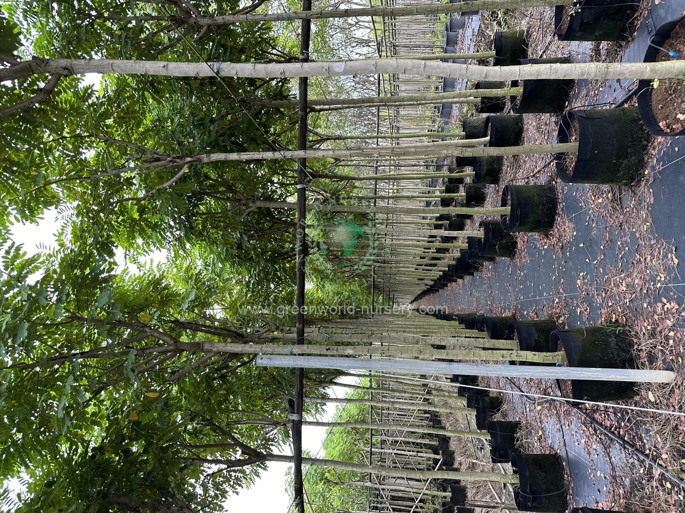 Cassia Glauca