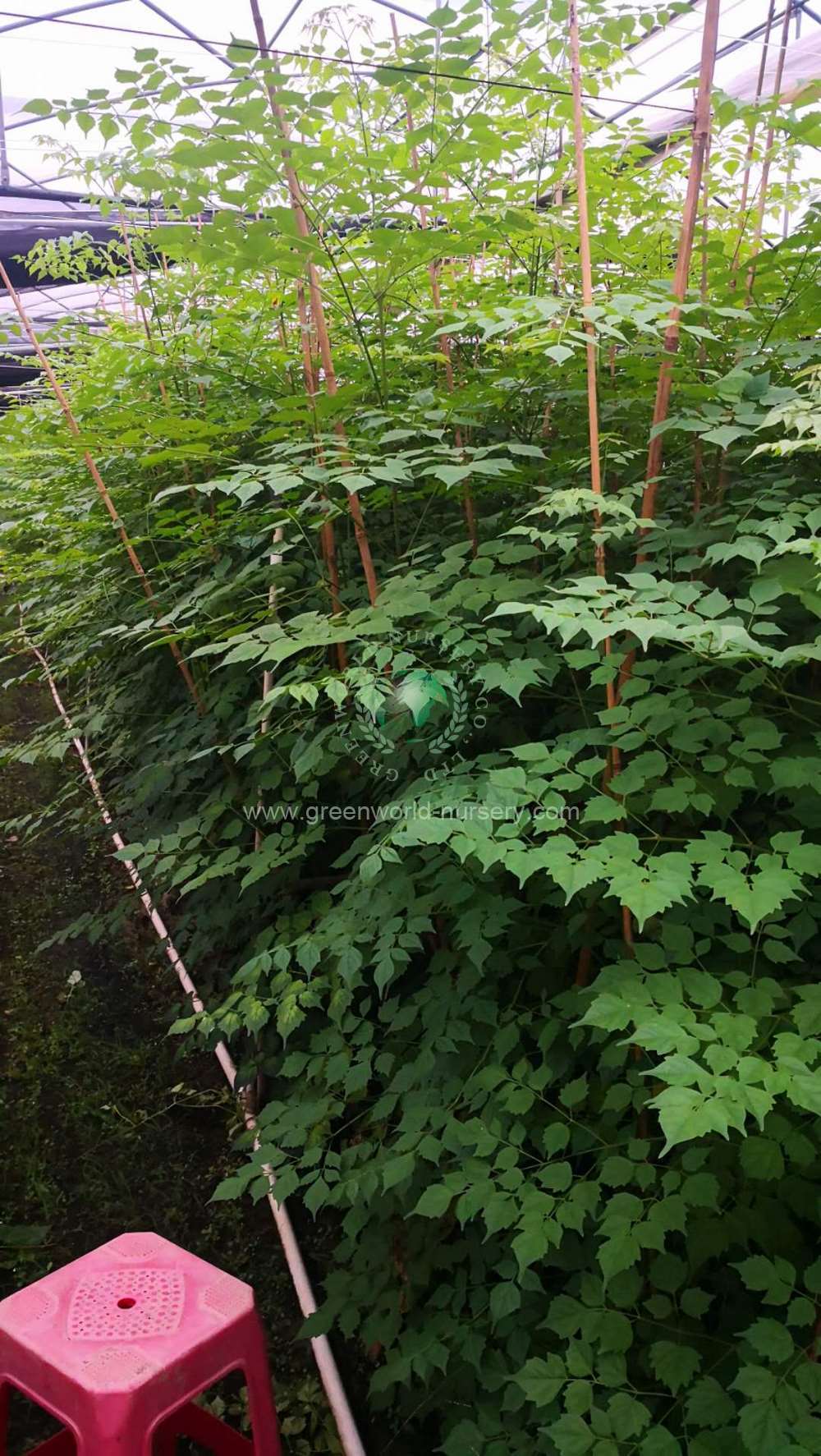 Milingtonia Hortensis Milingtonia Hortensis
