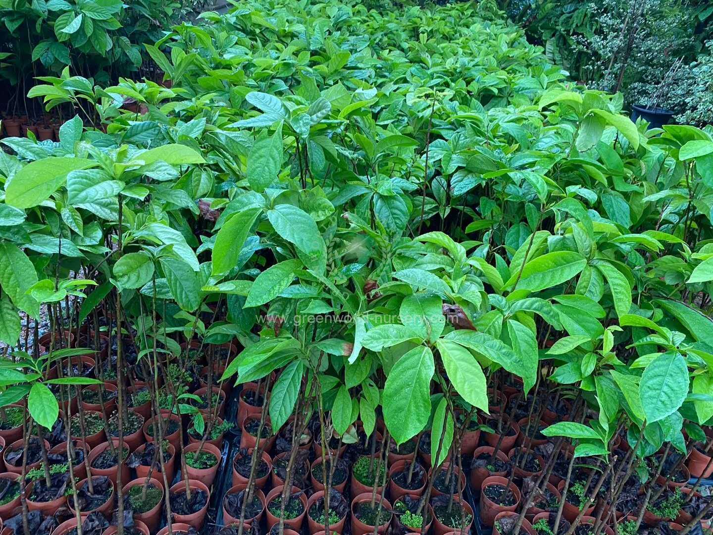 Baccaurea Sapida Baccaurea Sapida