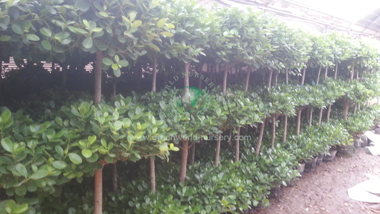 Ficus Panda Ficus Panda