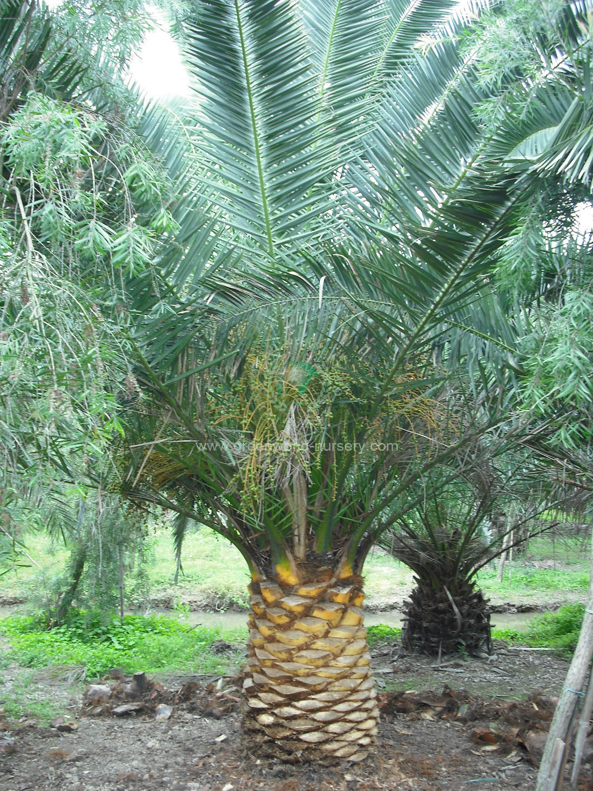 Phoenix Canariensis Phoenix Canariensis