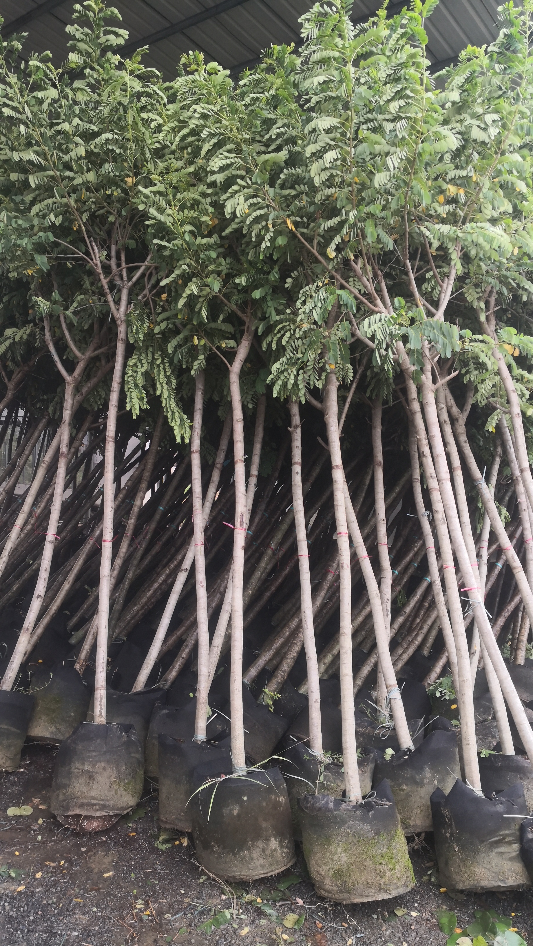 Enhancing Your Garden with Cassia Glauca: Tips for Stunning Floral Displays