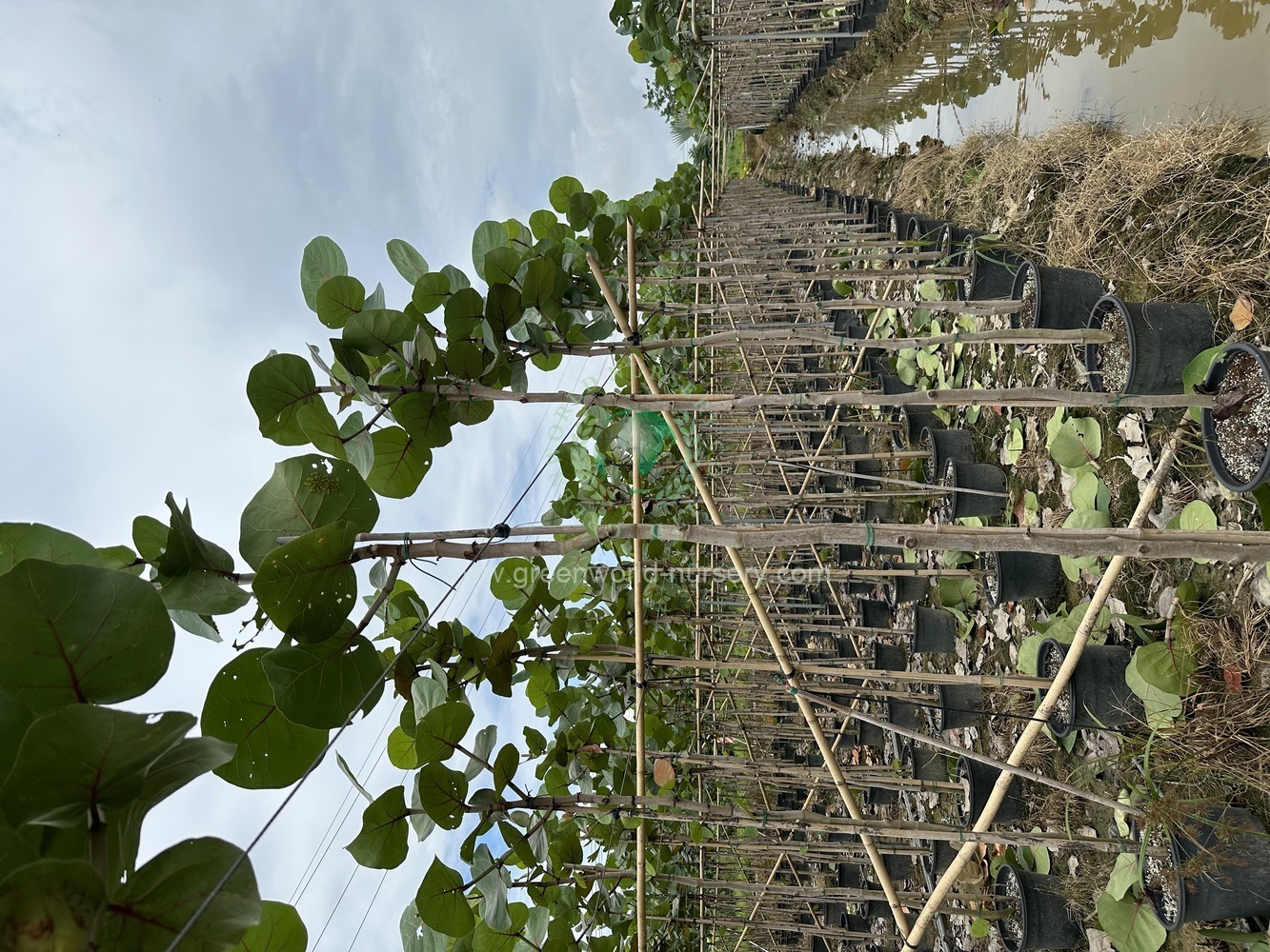 Coccolaba Uvifera Coccolaba Uvifera