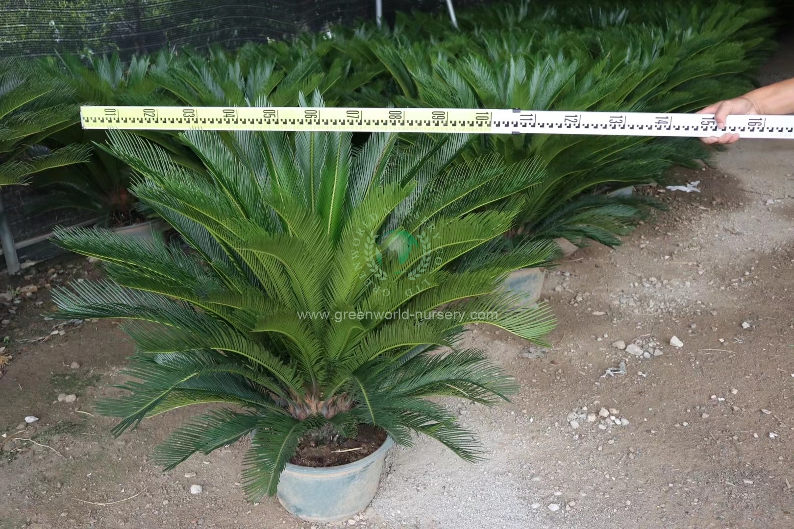 Cycas Revoluta