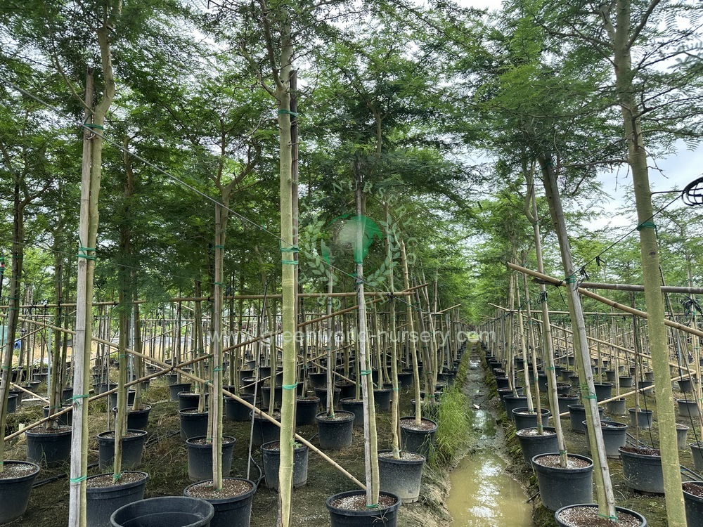 Acacia Arabica Acacia Arabica
