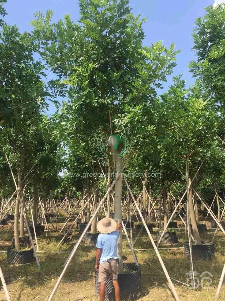 非洲辣木