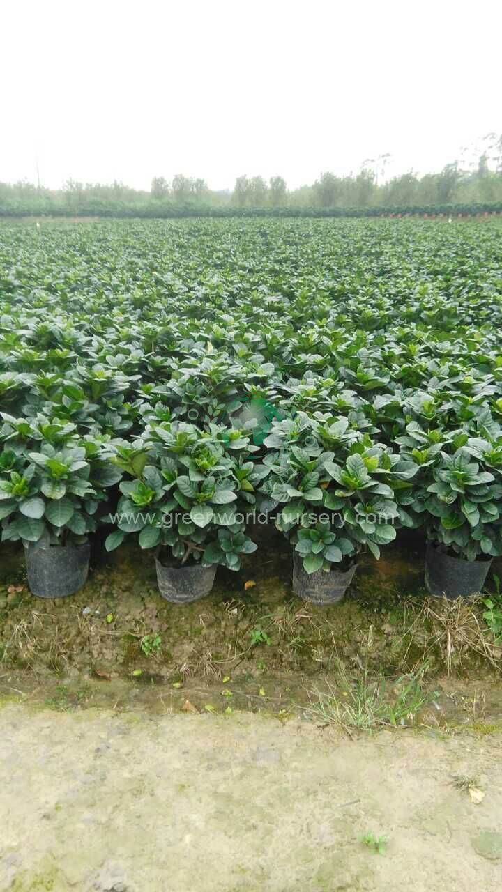 Gardenia Jasminoides