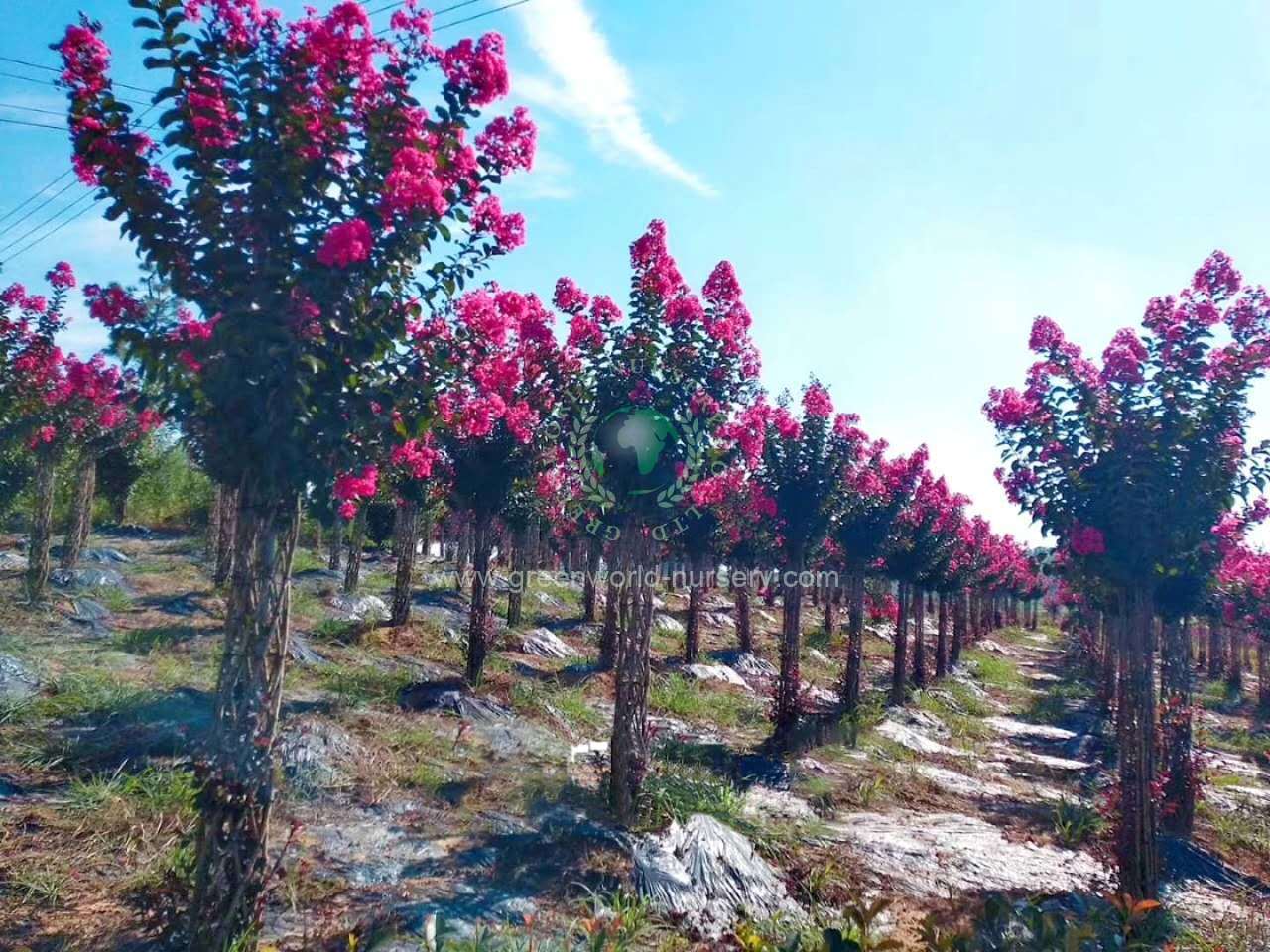 Lagerstroemia Indica Cage