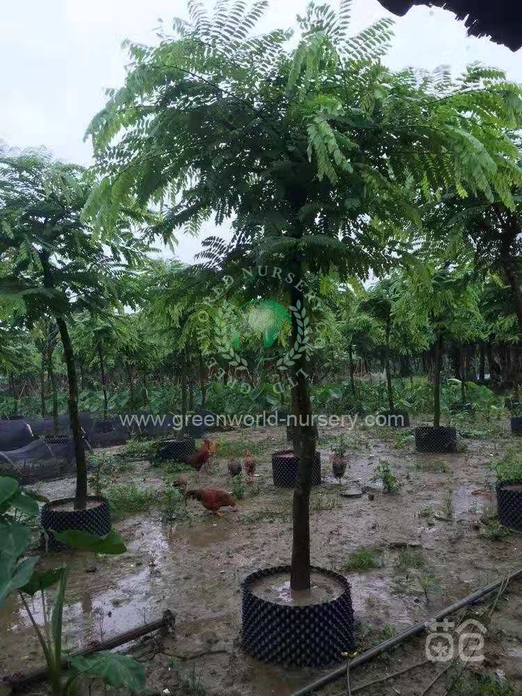 Cassia Javanica Cassia Javanica