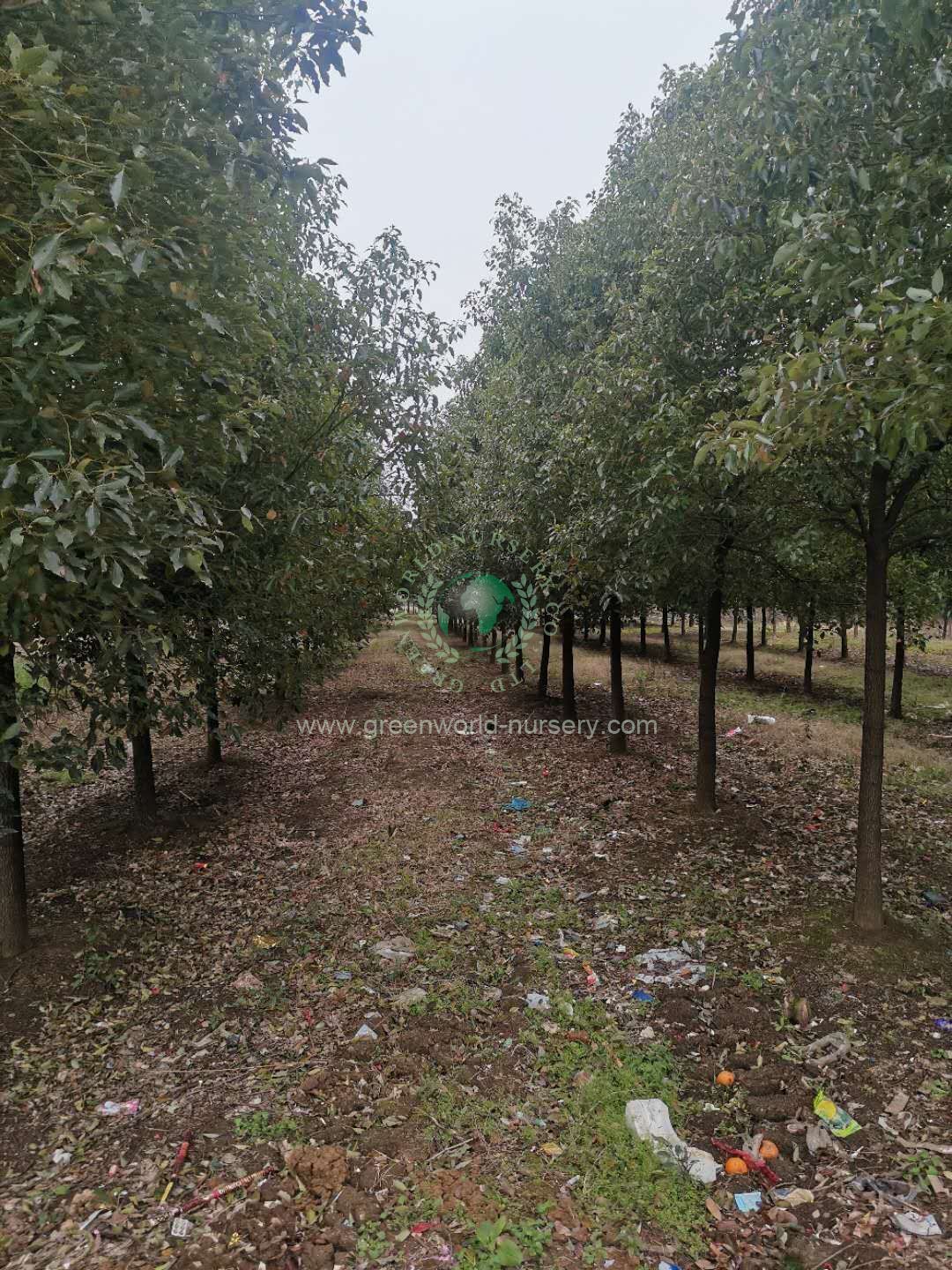 Cinnamonum Camphora