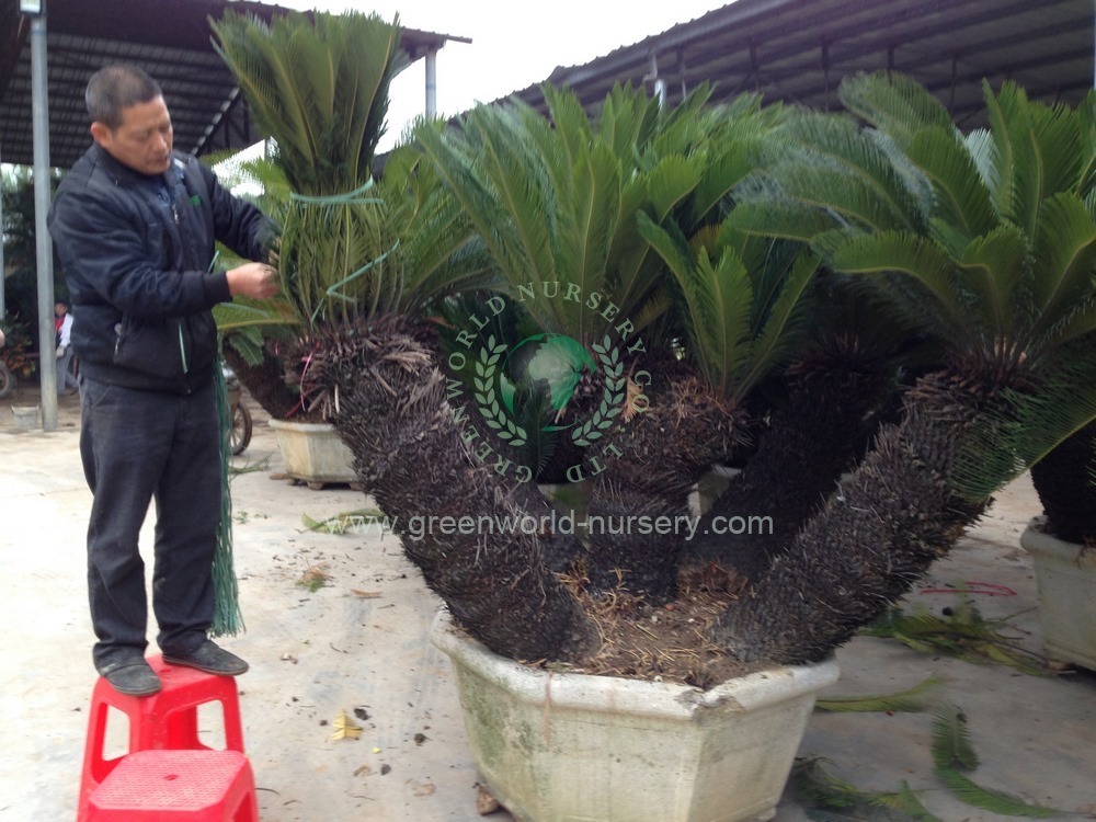 Cycas Revoluta Multi Trunk
