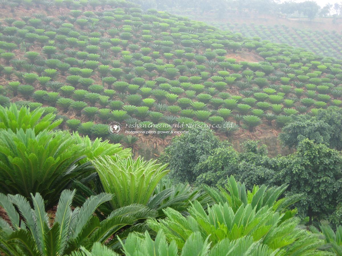 All You Need to Know About Cycas revoluta in Horticulture